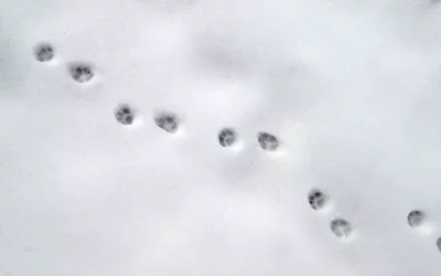 Les bases pour tracker ses campagnes de marketing offline